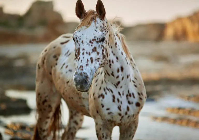Appaloosa Horse Breed: Care, Cost & History (2023)