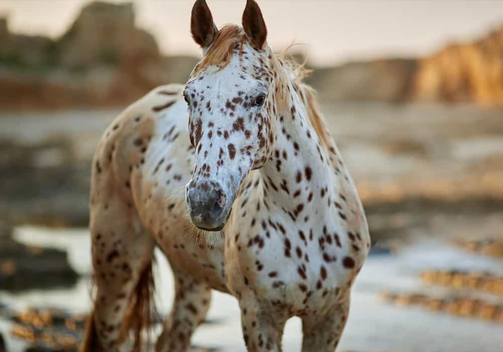 Ardenne horses - wildlife in France