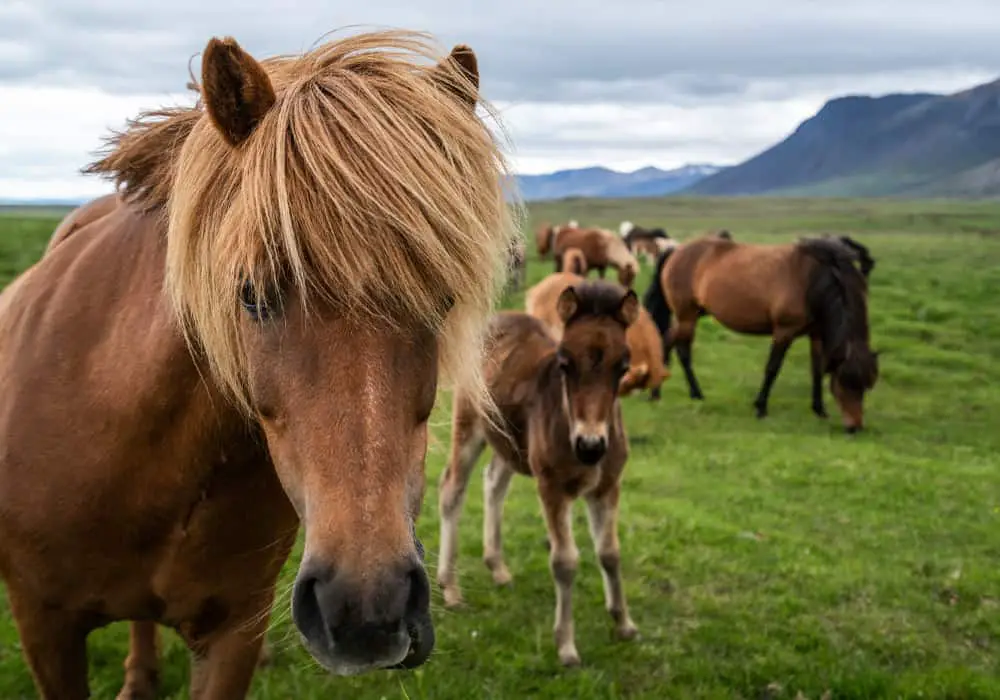 Icelandic Horse Breed Care, Cost & History (2024) Horses Only