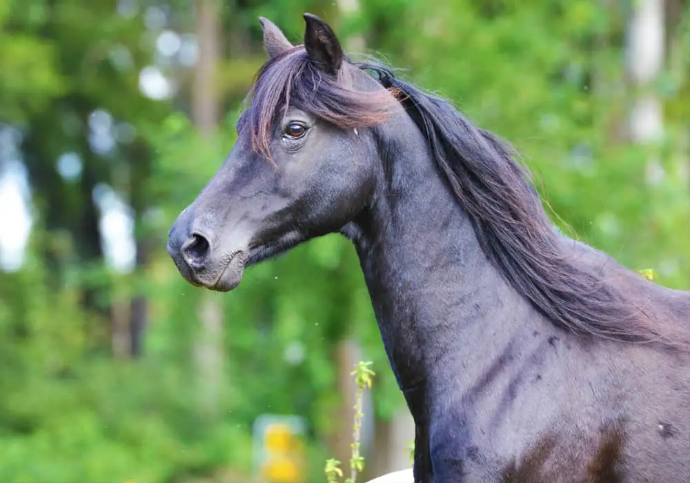 Morgan Horse