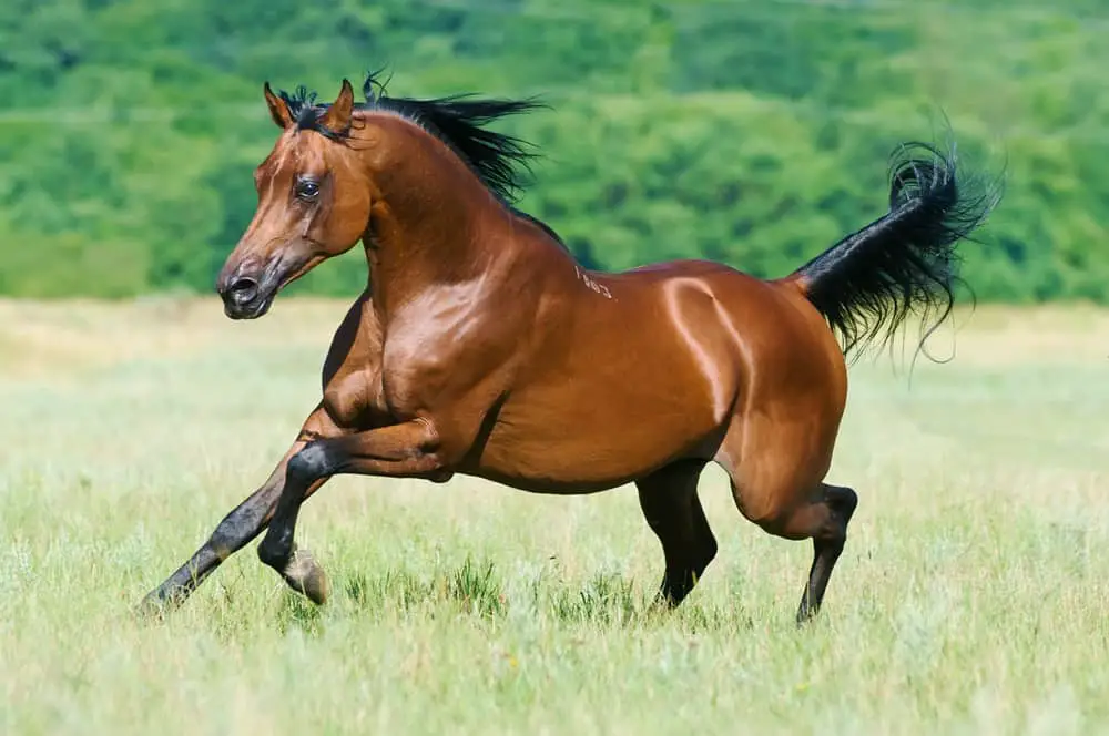 Udover forfængelighed Ret Arabian Horse Breed: Care, Cost & History (2023) | Horses Only