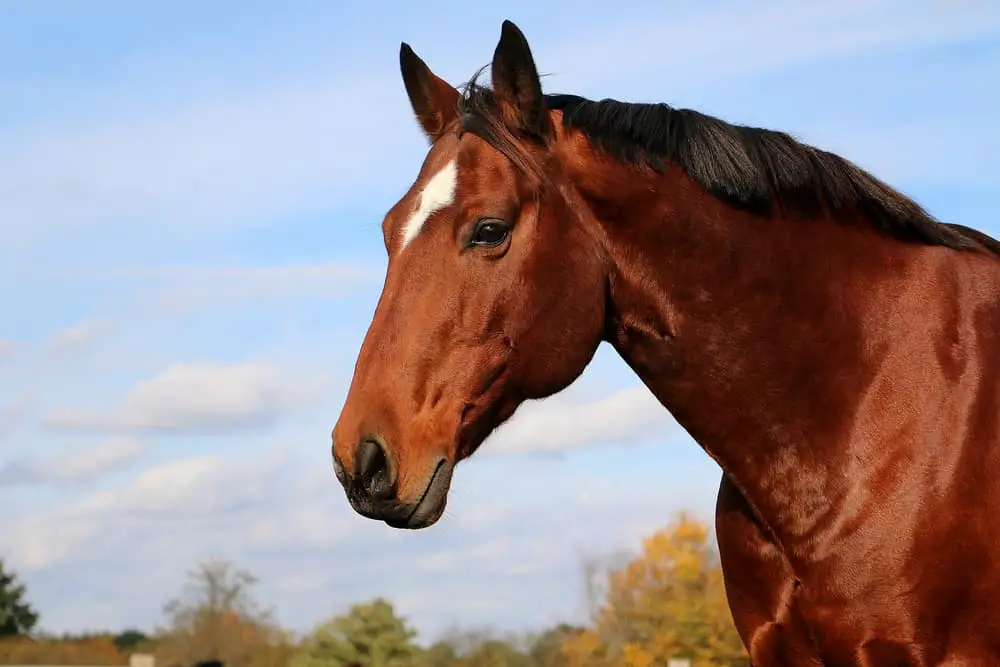 dark bay american quarter horse