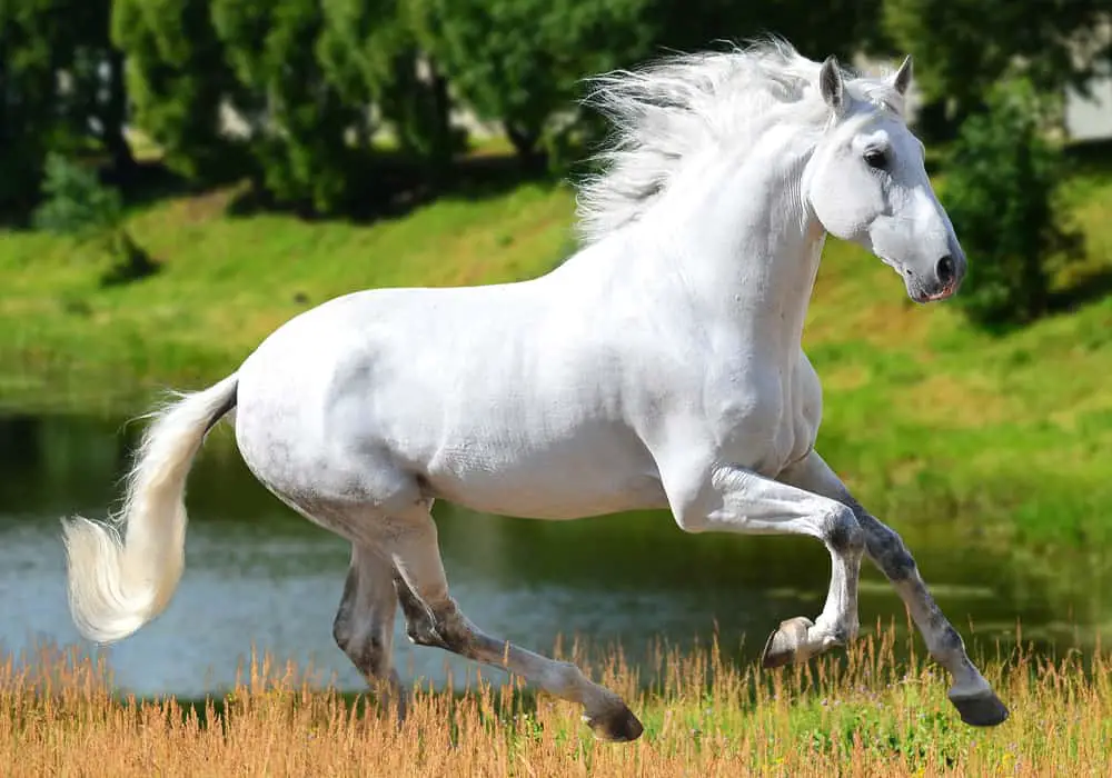 andalusian horse