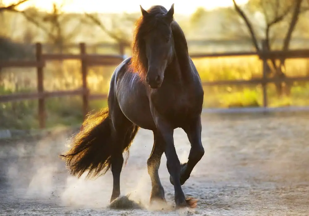 friesian horse