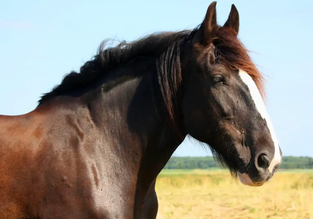 Black Shire Horses Running