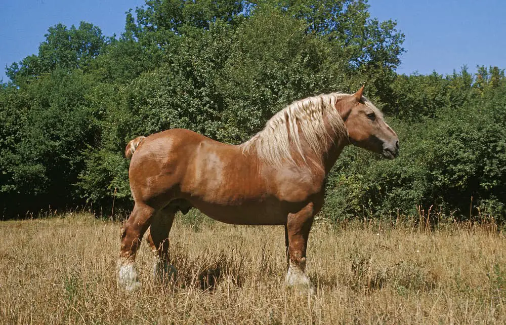 breton horse