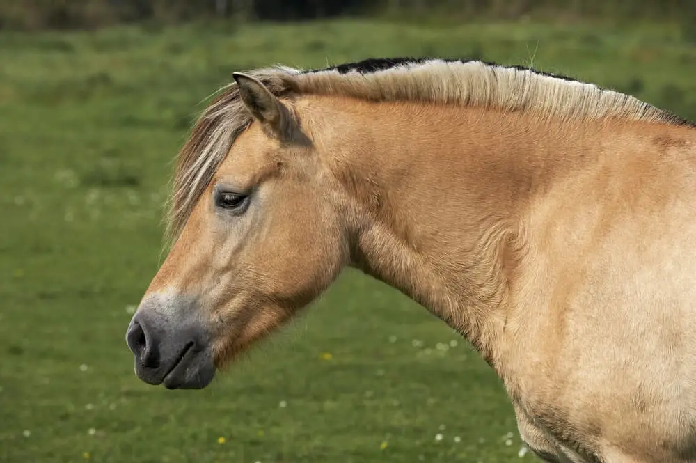 fjord horse