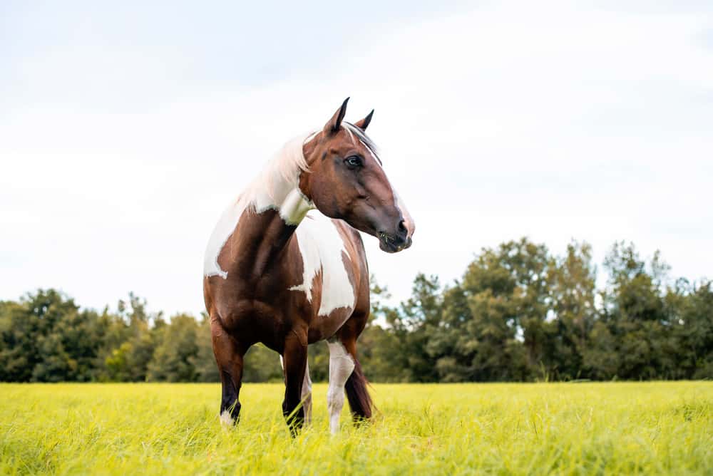 american paint horse