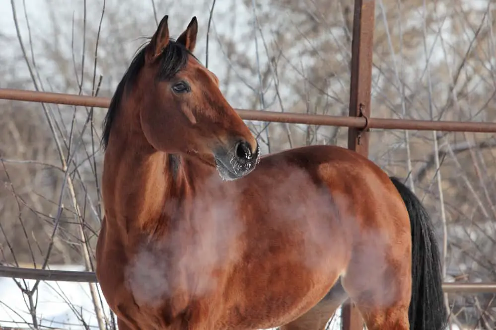 Thoroughbred Horse Care, Cost & History (2024) Horses Only