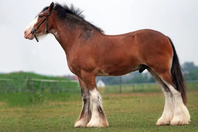 Clydesdale Horse Breed: Care, Cost & History (2022)