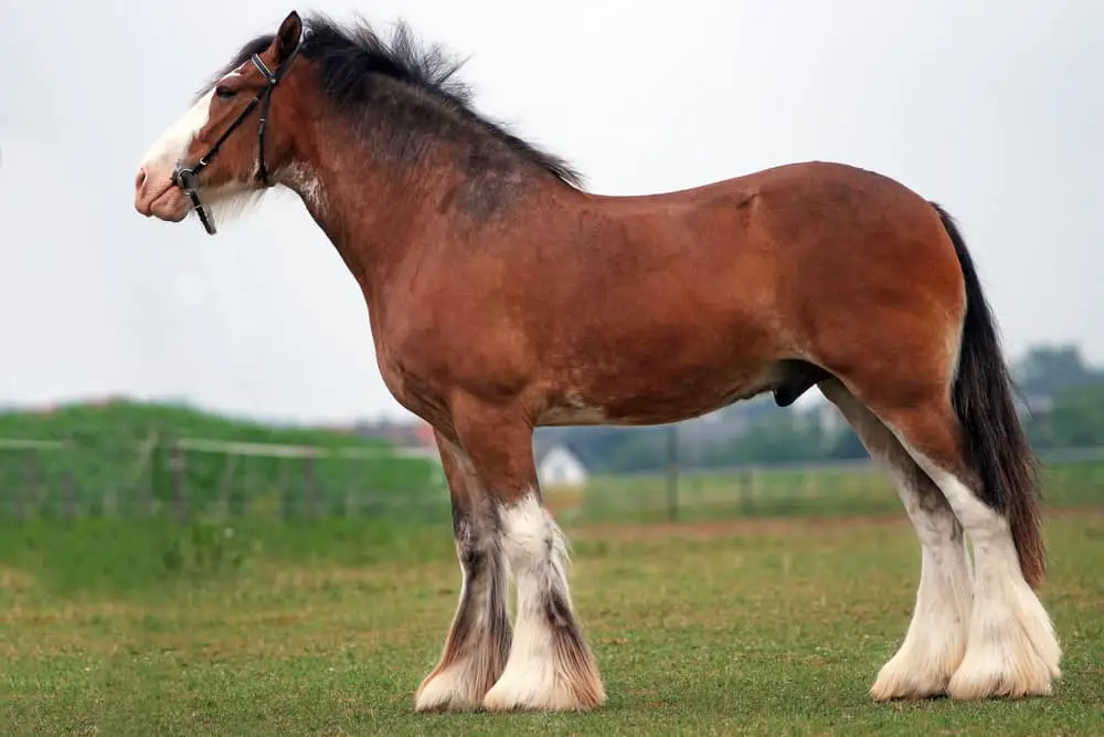 black clydesdale stallion