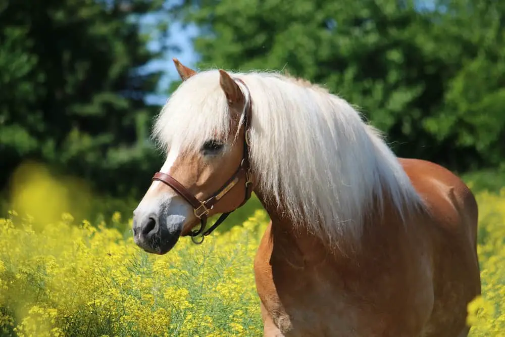 Haflinger Horse