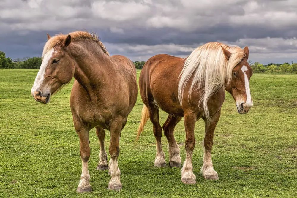 Bay Belgian Draft Horse