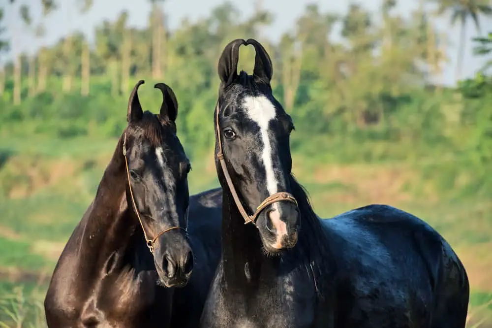 portrait of two Marwari mares