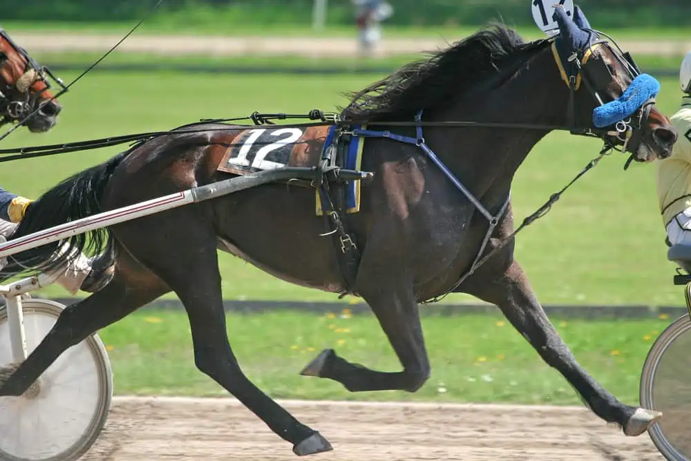 Standardbred horse
