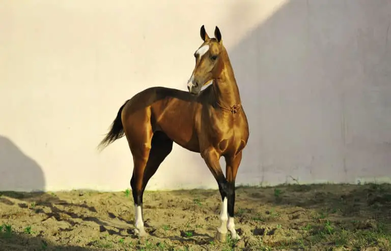 Akhal Teke Horse: Care, Cost & History (2023)
