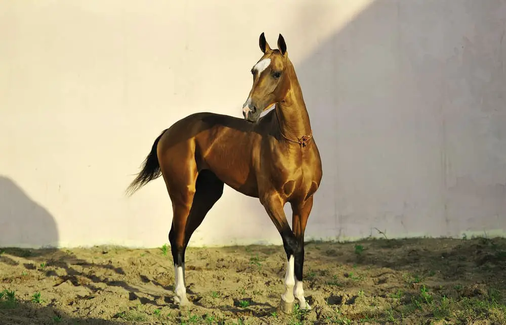 gold akhal teke