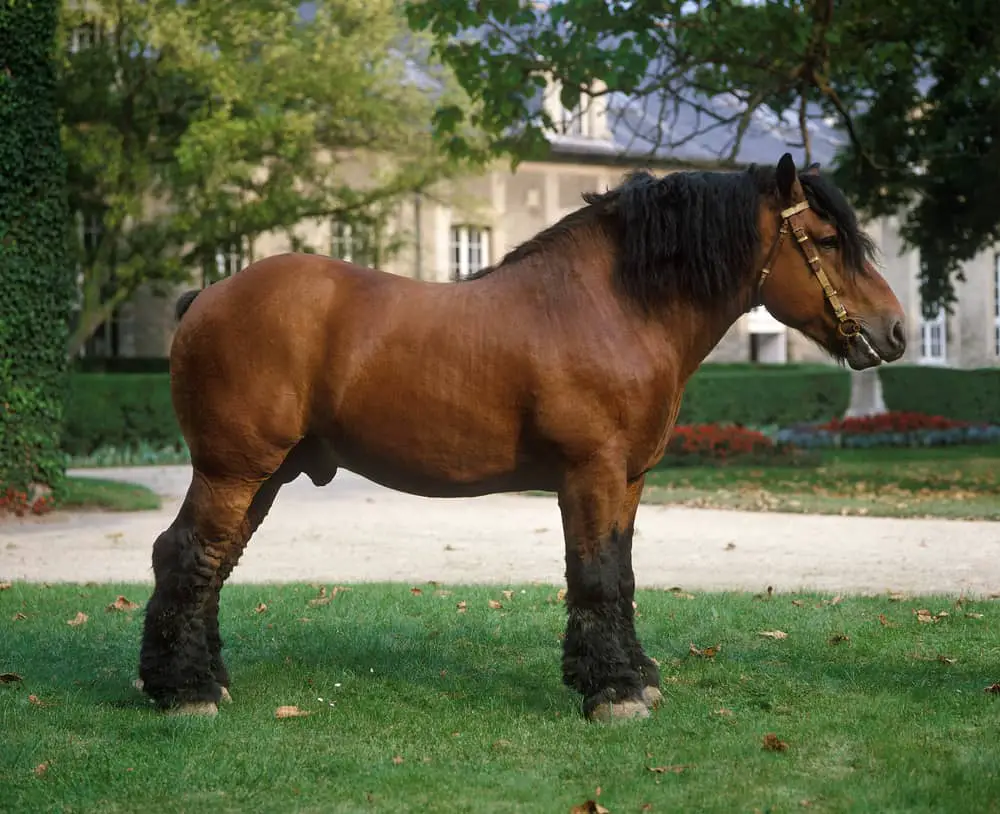 ardennes horse