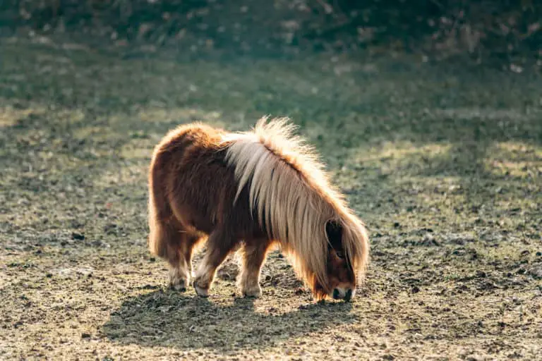 Shetland Pony Breed: Care, Cost & History (2023)