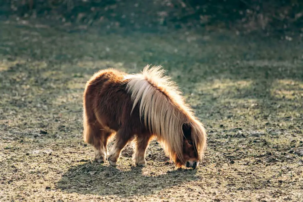 Shetland Pony grazing on a green meadow. Ponies walk on a green glade. A pony with a big mane.