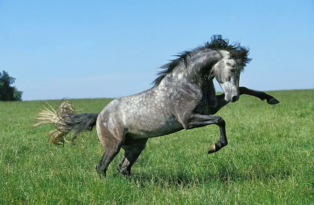 Lusitano Horse, Stallion Bucking