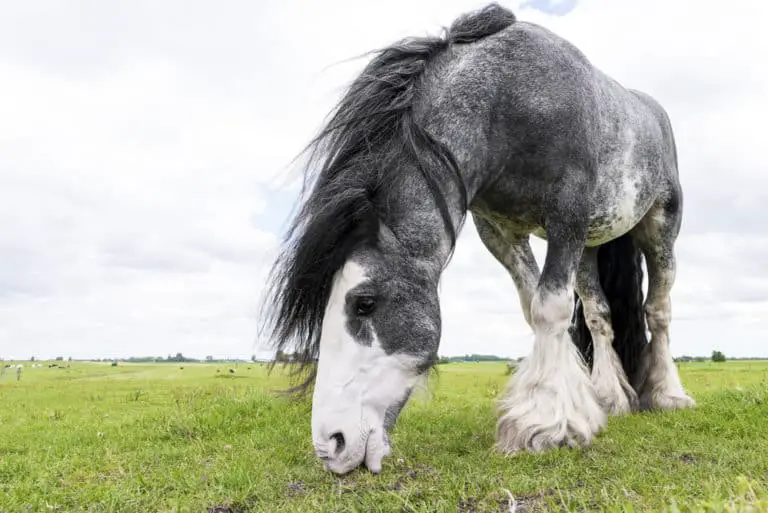 Dutch Draft Horse: Care, Cost & History (2023)