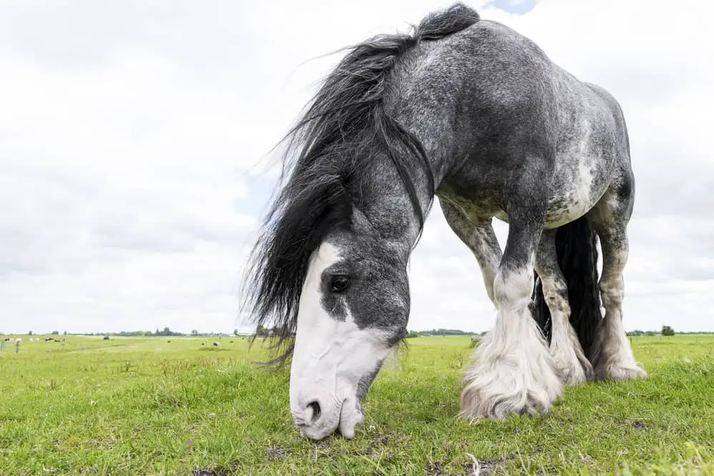 Beautiful Dutch Draft horse grazing in a mead