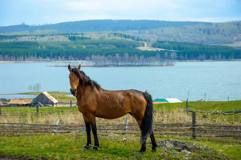 bashkir horse