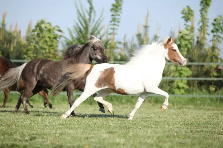 Group of American miniature horses running