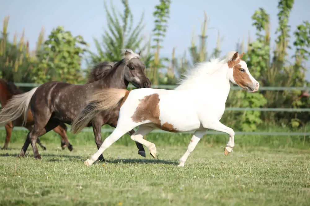 Miniature Horse Breed: Care, Cost & History (2024)