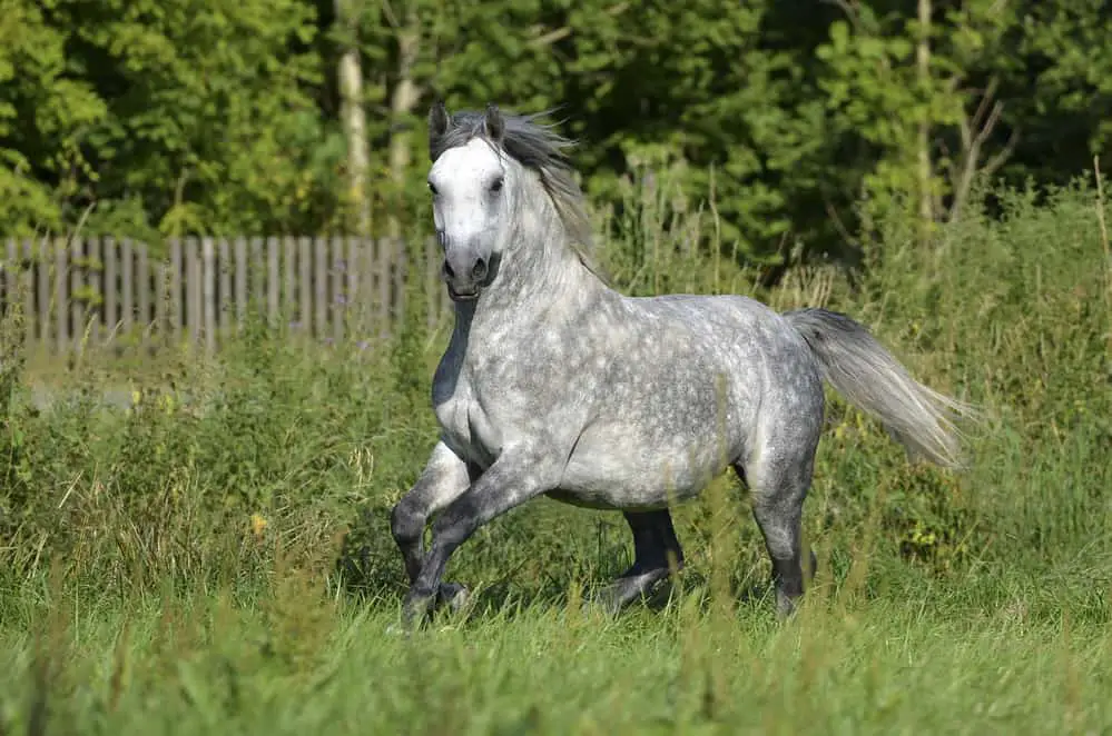 Lipizzaner Wallach, Auf der Koppel, Bayern /D, 7/2013, S.Landvogt