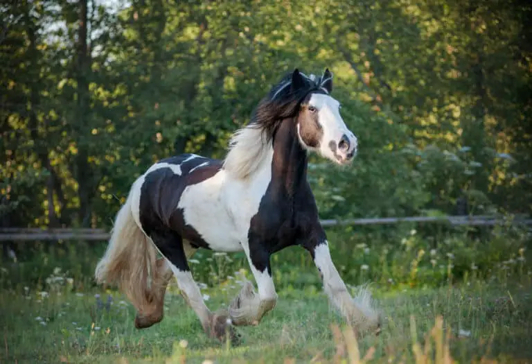 gypsy horse walking