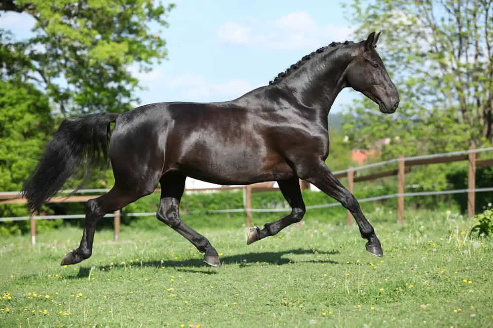 Amazing black dutch warmblood running