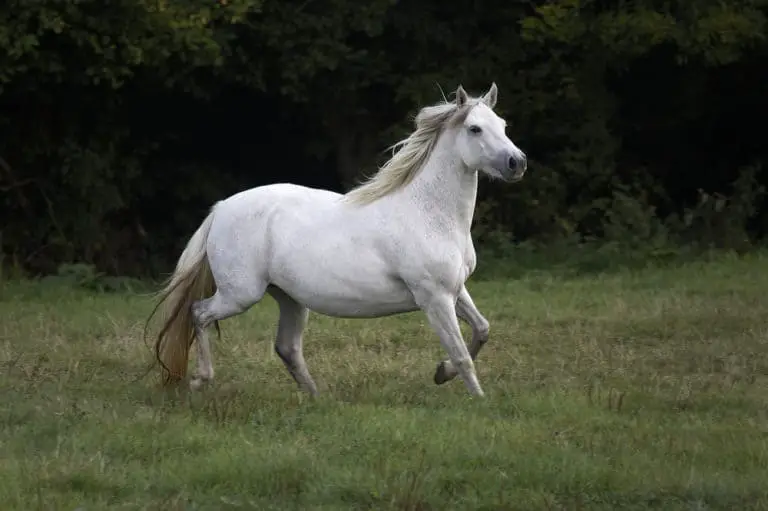 Connemara Pony Breed: Care, Cost & History (2022)