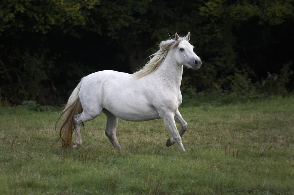 Connemara Pony