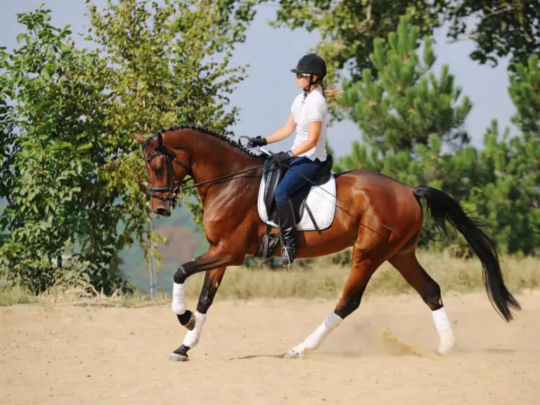 10 Best Dressage Saddles Actually Worth the Money (2023)
