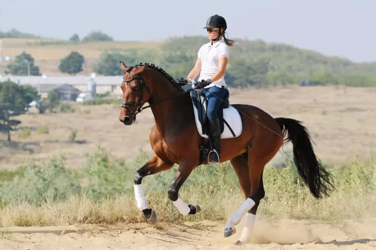 12 Best Horse Riding Helmets in 2023 (Safe & Safety)